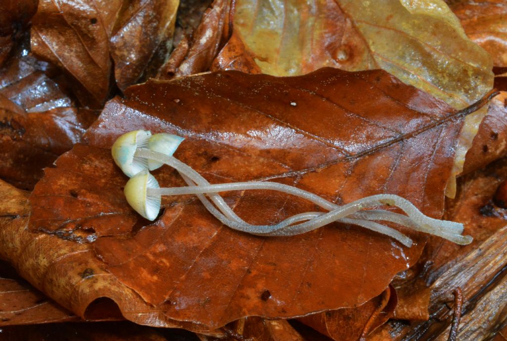 Mycena del 14/05/2018